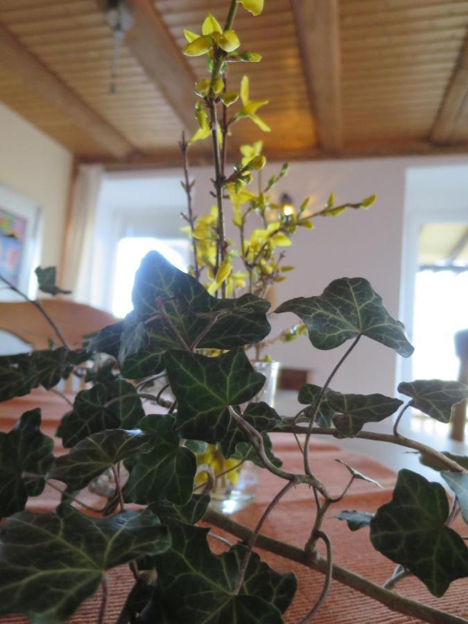 Alpaka-Ferien Apartman Wiechs am Randen Kültér fotó